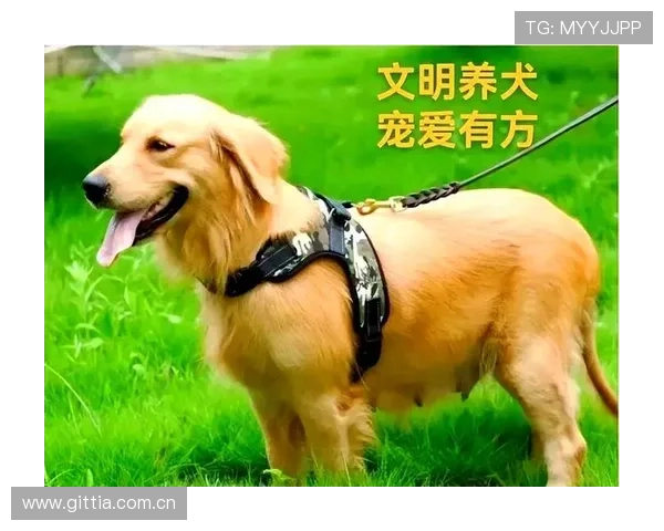 万狗体育：助力宠物主人实现宠物健康与快乐的双赢